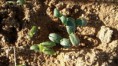 /album/desert-family-garden/a10341555-976515989099245-2396520023932526818-n-jpg/